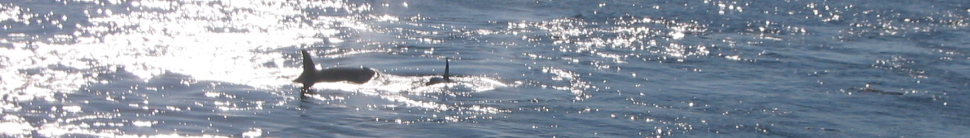 carscaddon.com header image 1